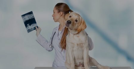 banner-car-veterinario-zootecnia